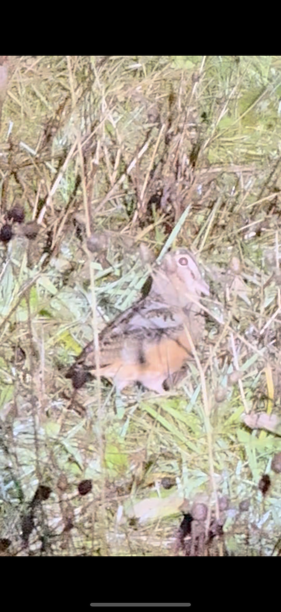 American Woodcock - ML645993066