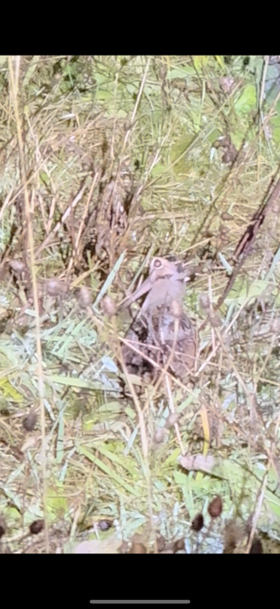American Woodcock - ML645993067