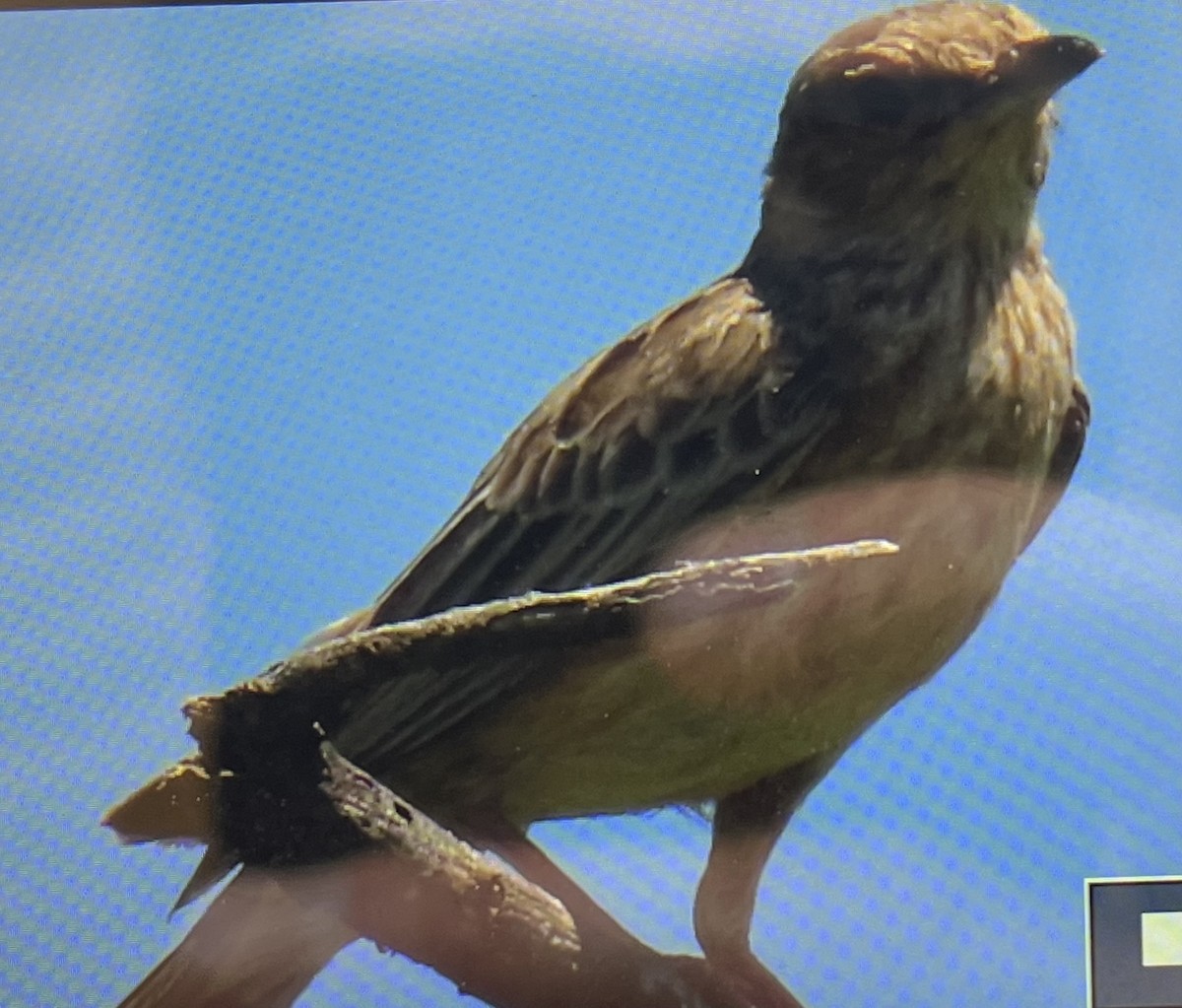 Pink-breasted Lark - ML645993076