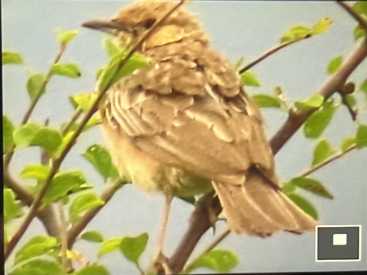 Pink-breasted Lark - ML645993077