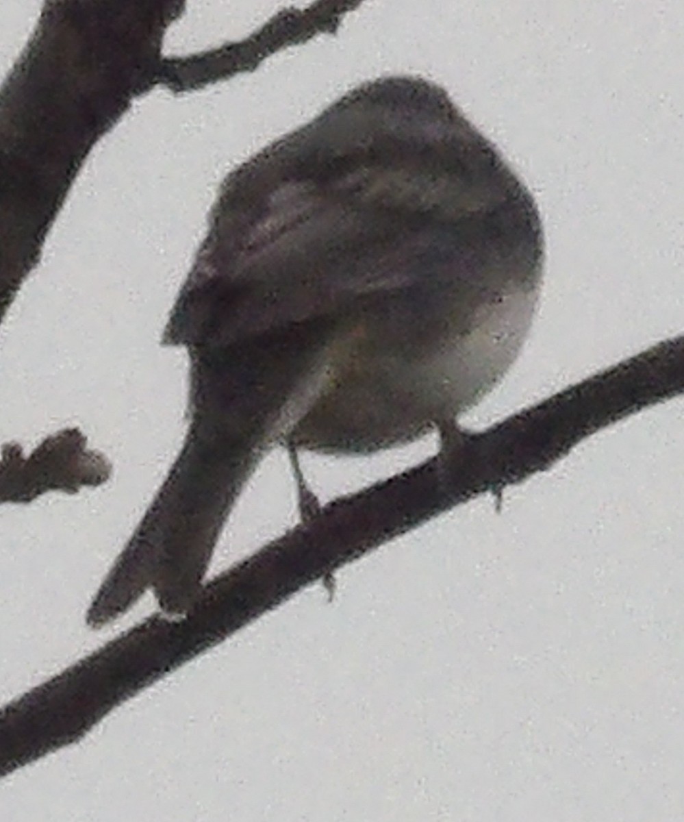 Dark-eyed Junco - ML645993079