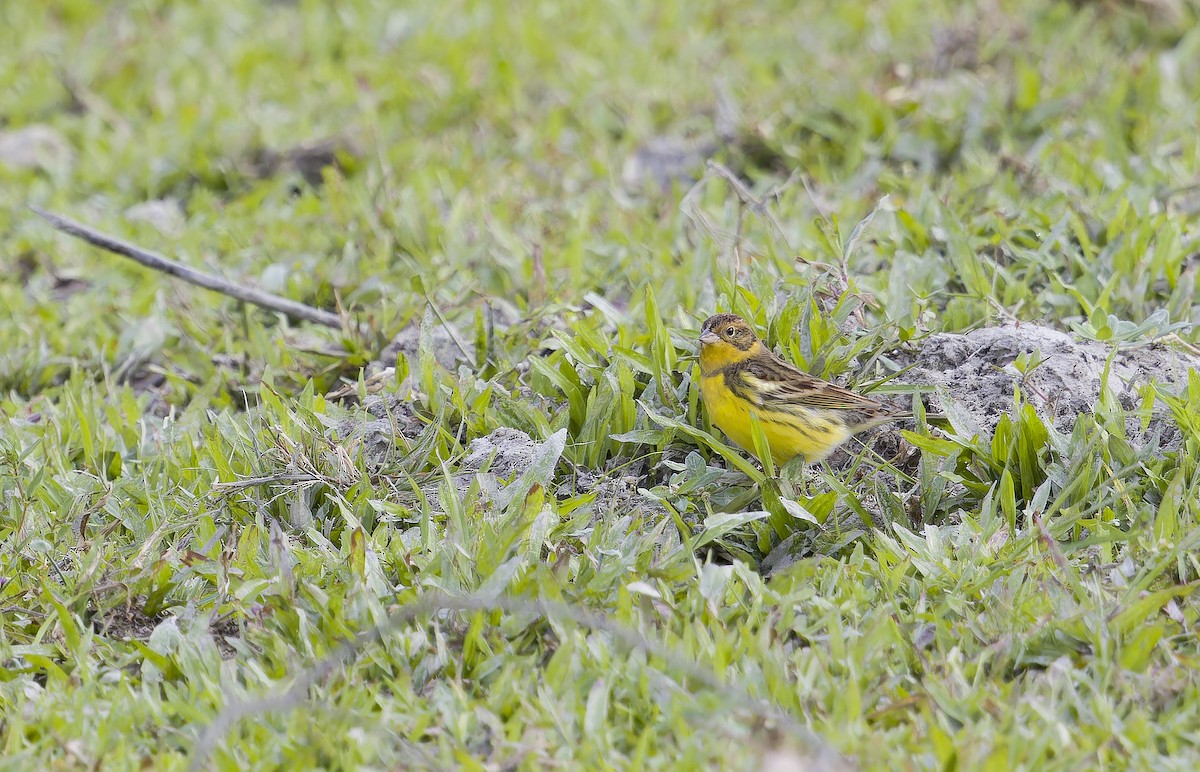 Yellow-breasted Bunting - ML645993080