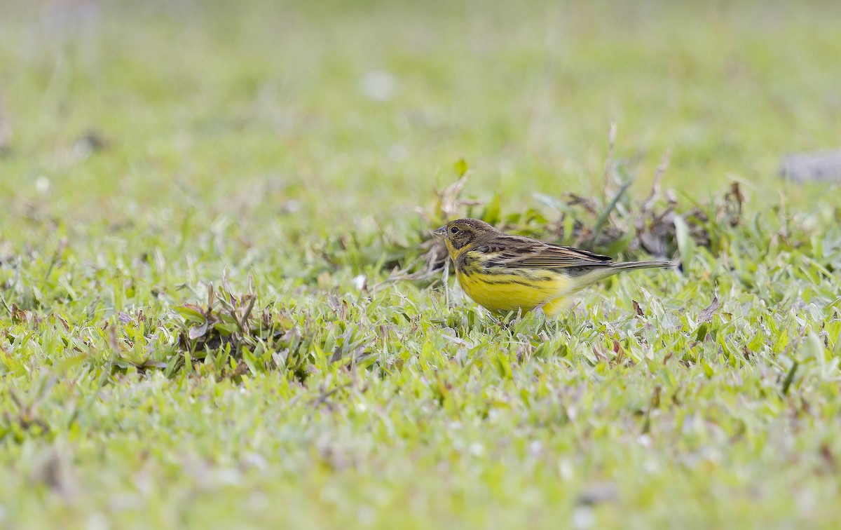 Yellow-breasted Bunting - ML645993081