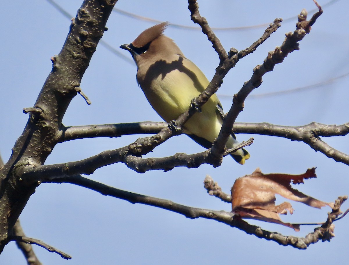 Cedar Waxwing - ML645993082