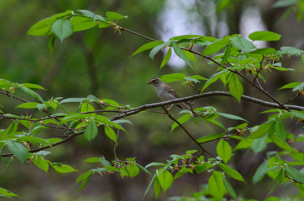Clay-colored Sparrow - ML645993084