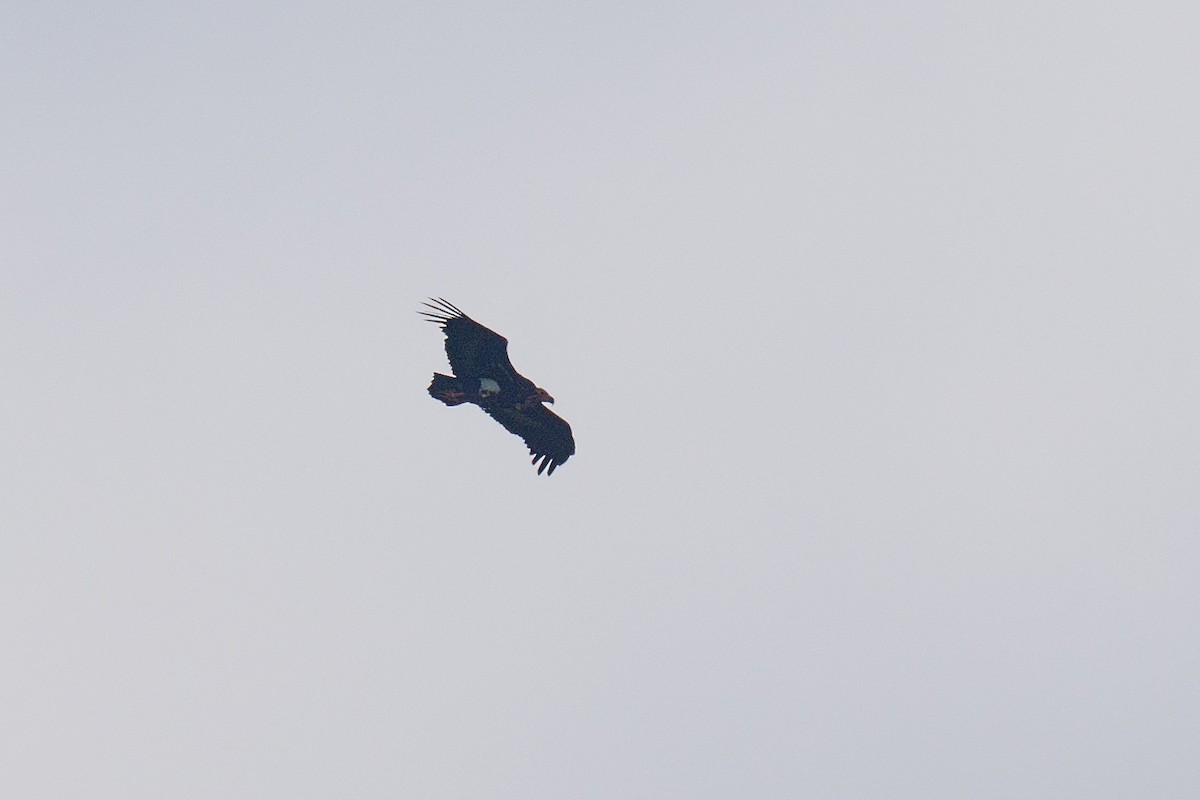 Red-headed Vulture - ML645993086
