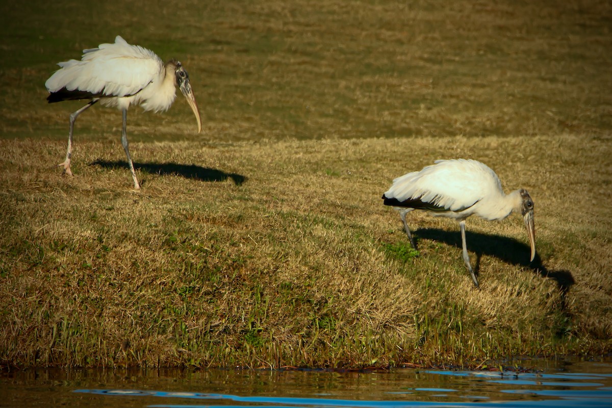 Міктерія - ML645993087