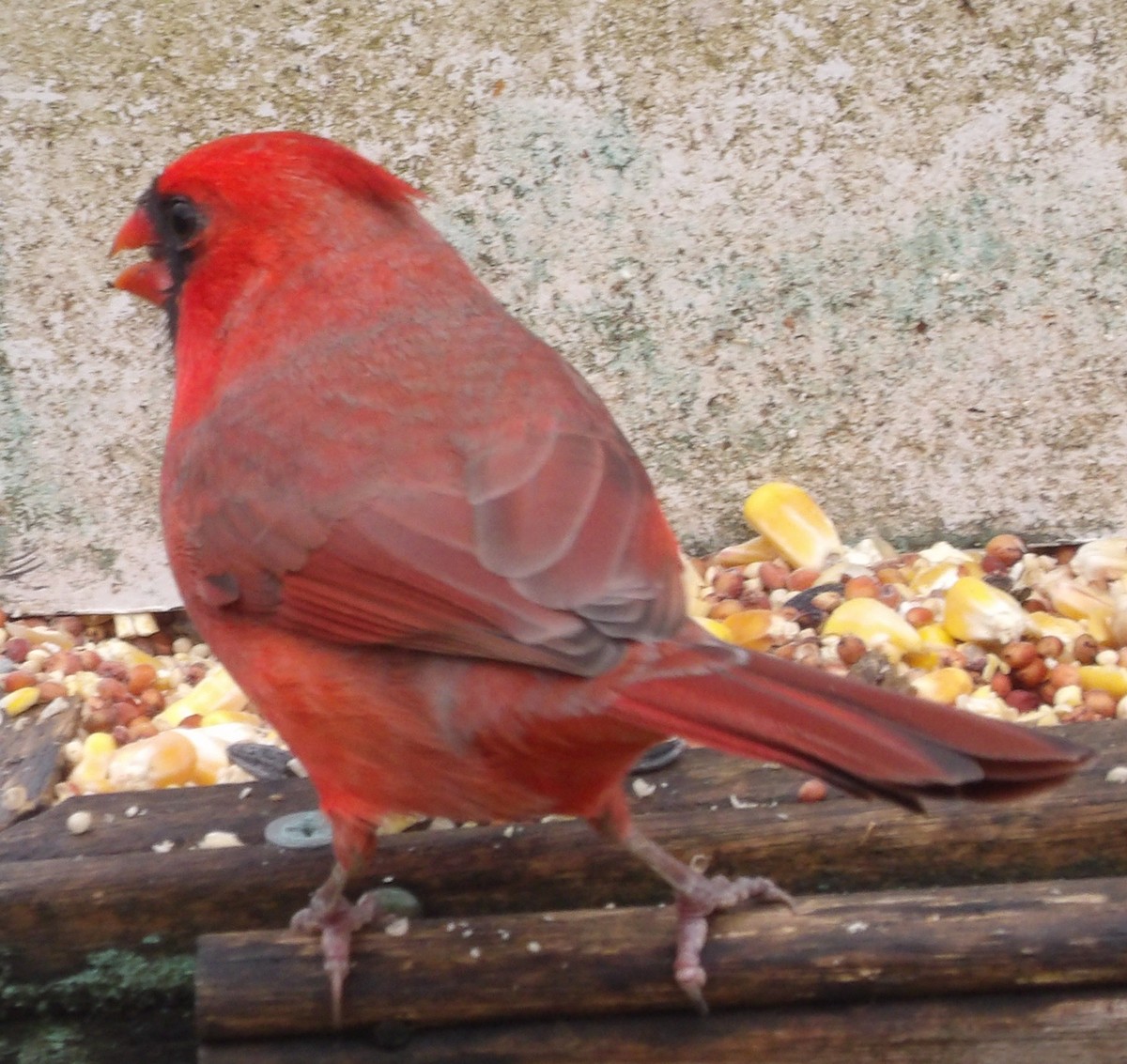 ショウジョウコウカンチョウ - ML645993088