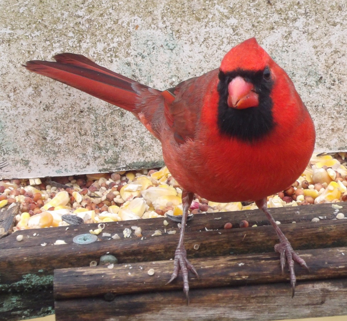 ショウジョウコウカンチョウ - ML645993089