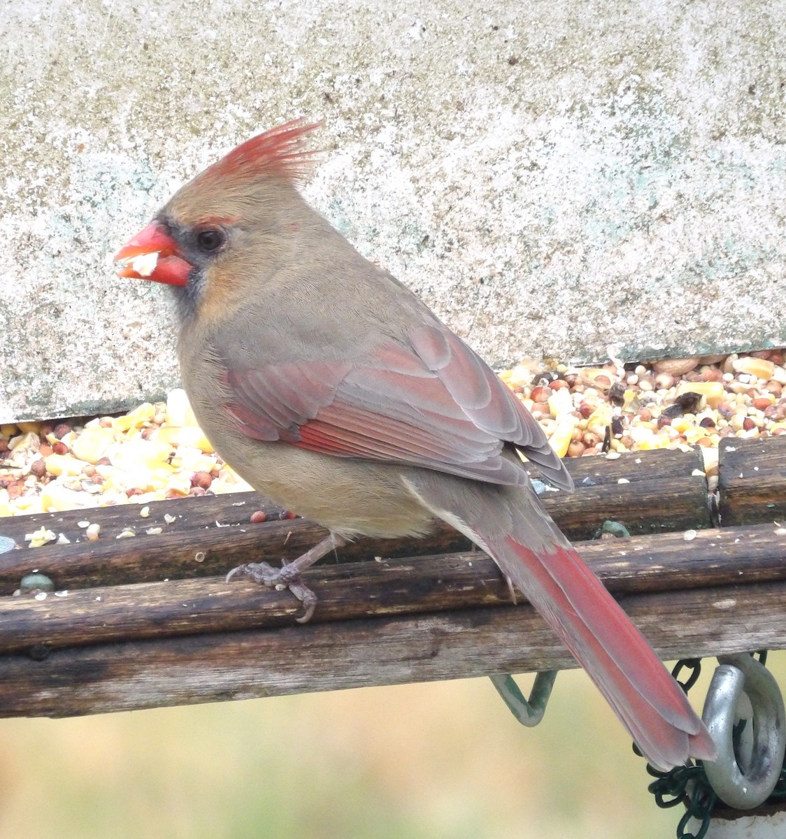 ショウジョウコウカンチョウ - ML645993090