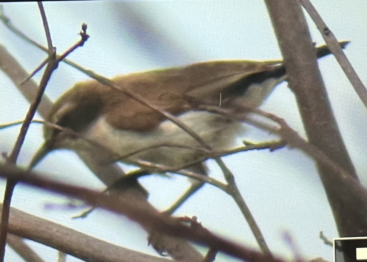 Eastern Violet-backed Sunbird - ML645993091