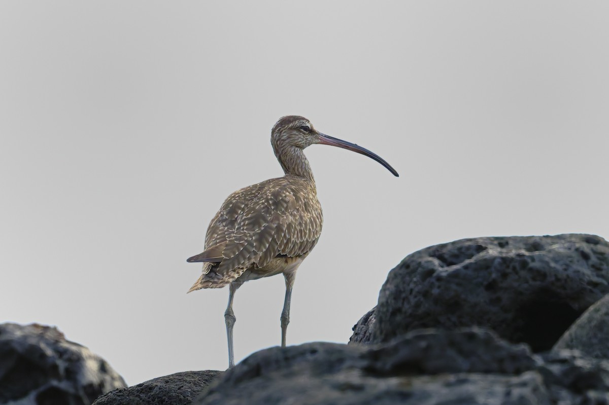 Hudsonian Whimbrel - ML645993096