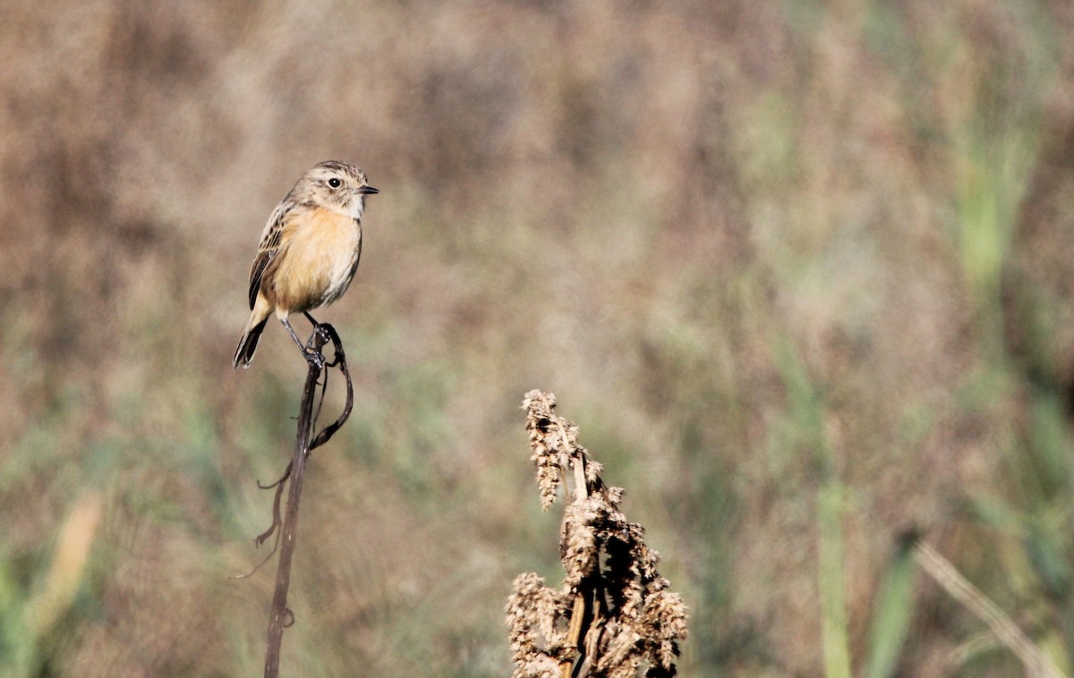 European Stonechat - ML645993097