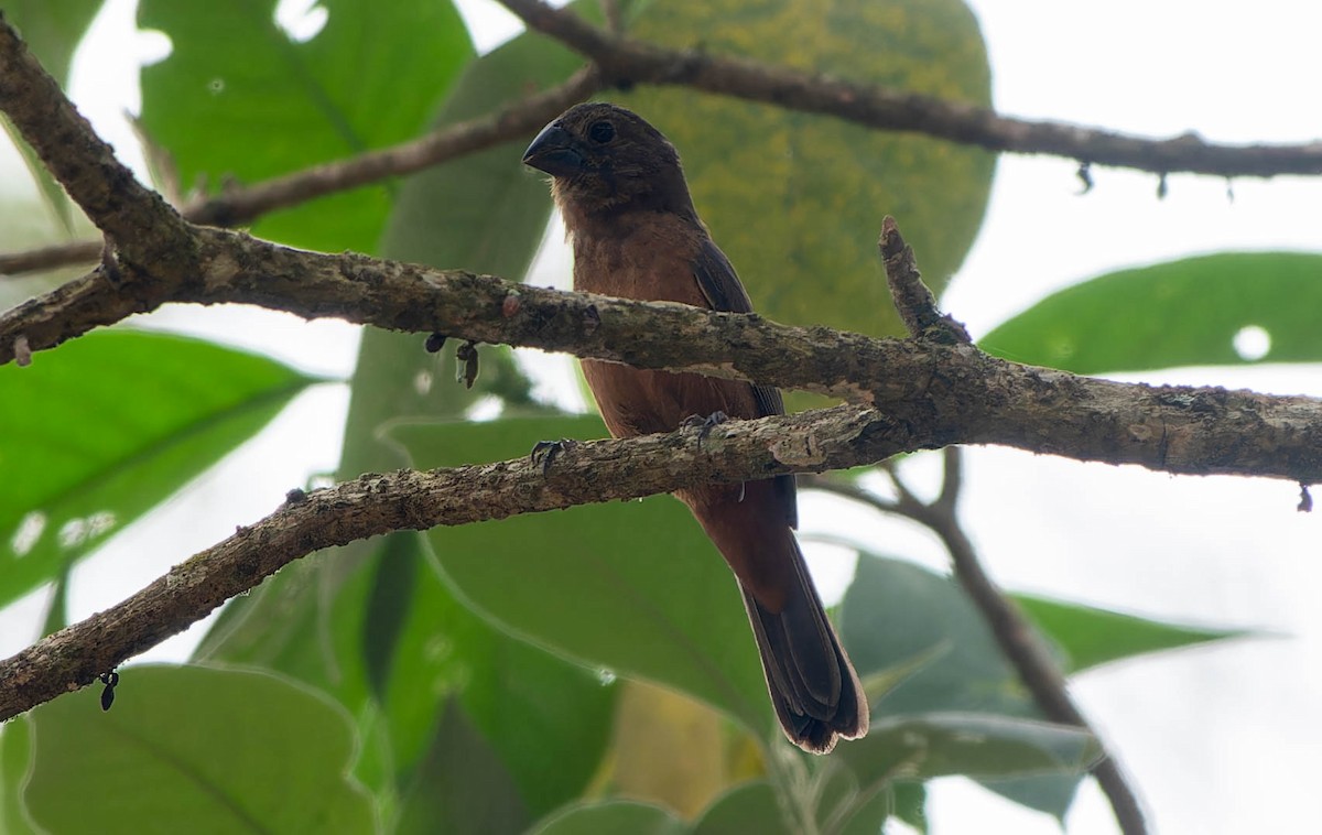 Chestnut-bellied Seed-Finch - ML645993100