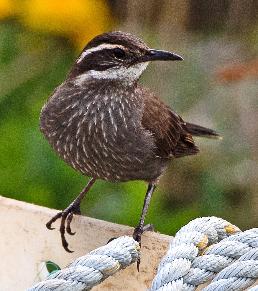 Dark-bellied Cinclodes - ML645993103