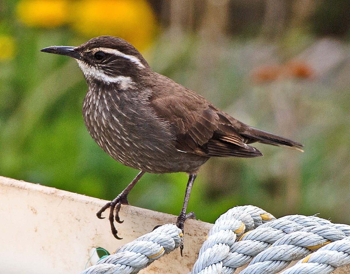 Dark-bellied Cinclodes - ML645993104