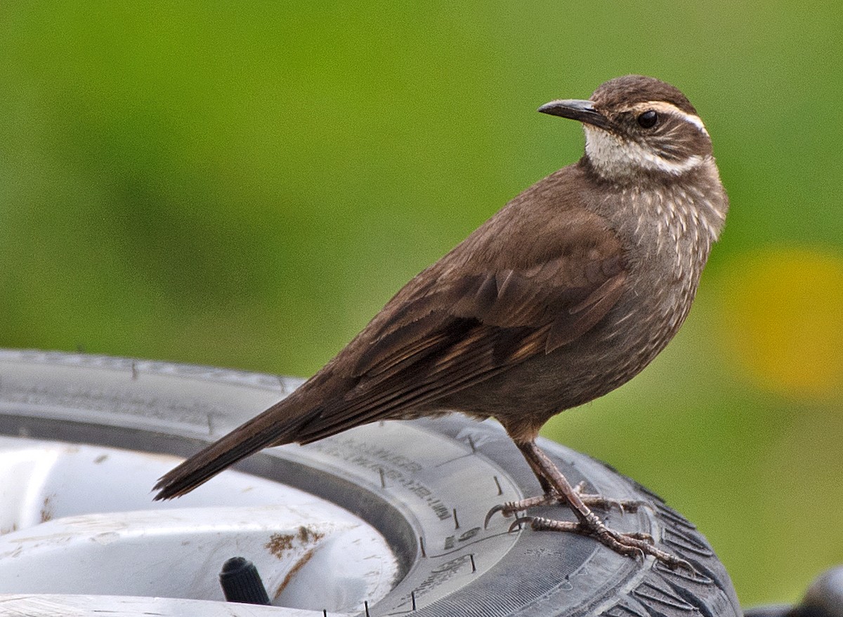 Dark-bellied Cinclodes - ML645993105