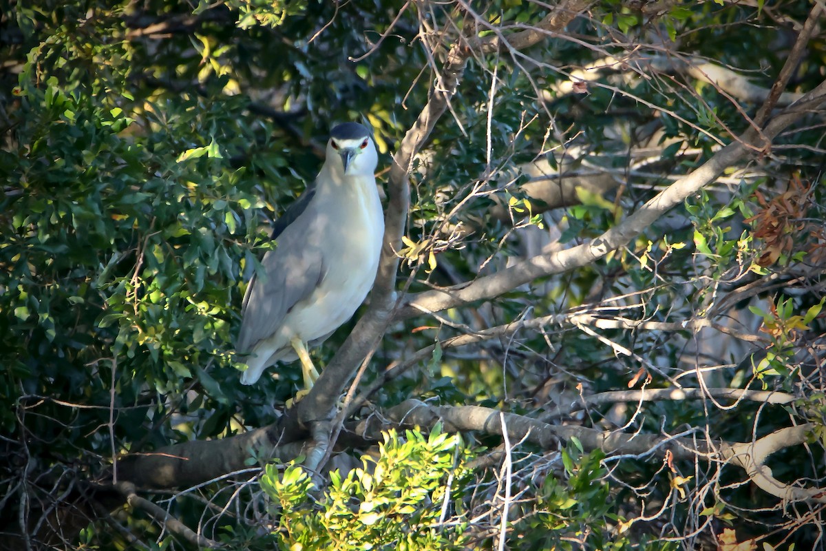 Black-crowned Night Heron - ML645993106