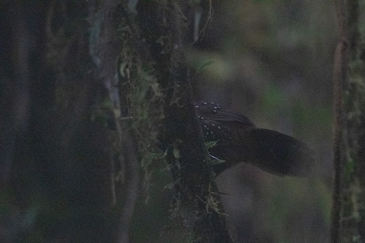 Ocellated Tapaculo - ML645993107