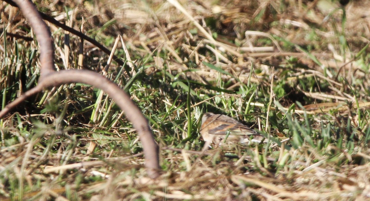 Brambling - ML645993108