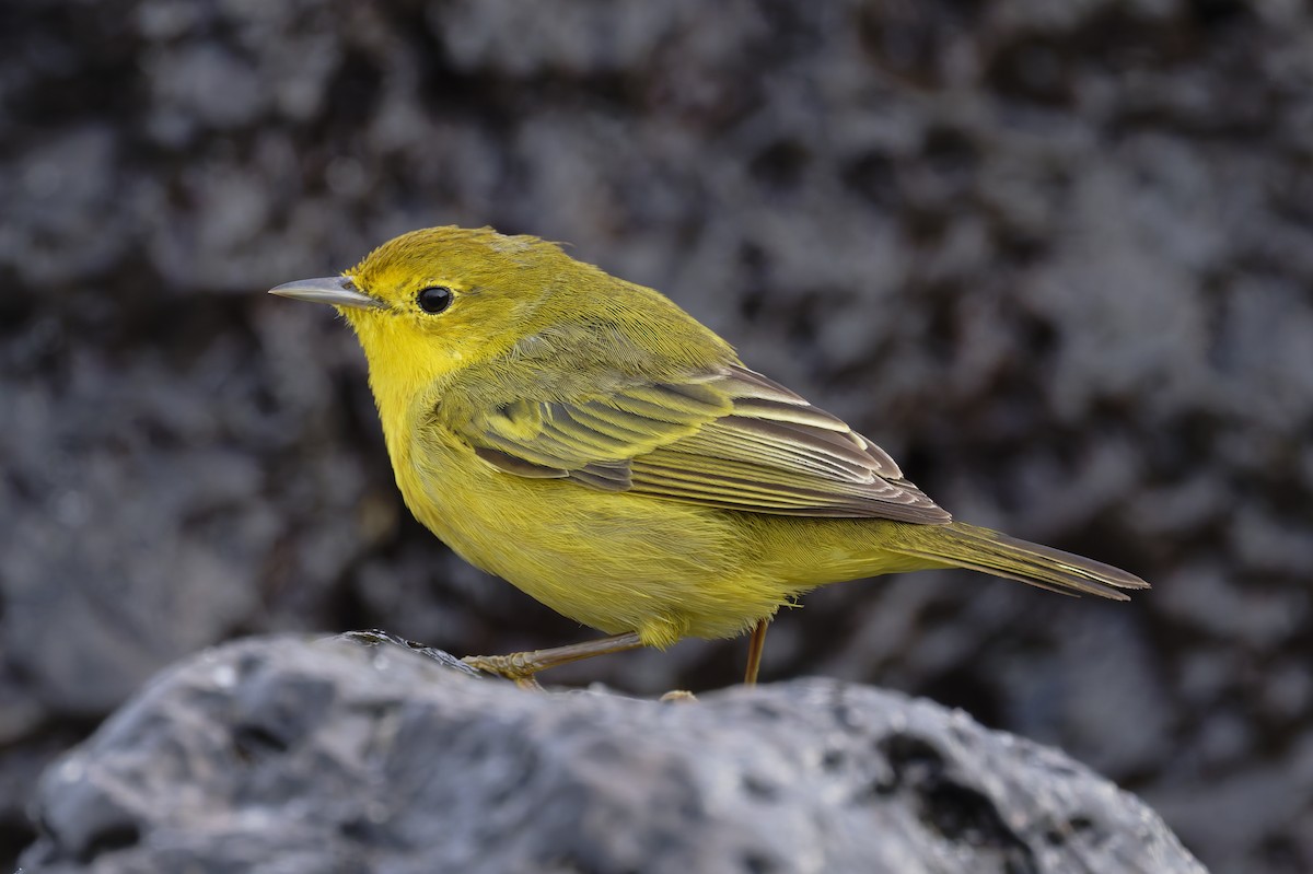 Mangrove Yellow Warbler (Galapagos) - ML645993109