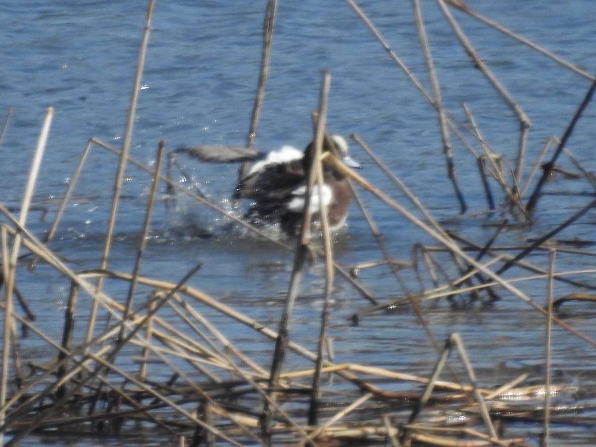 American Wigeon - ML645993113