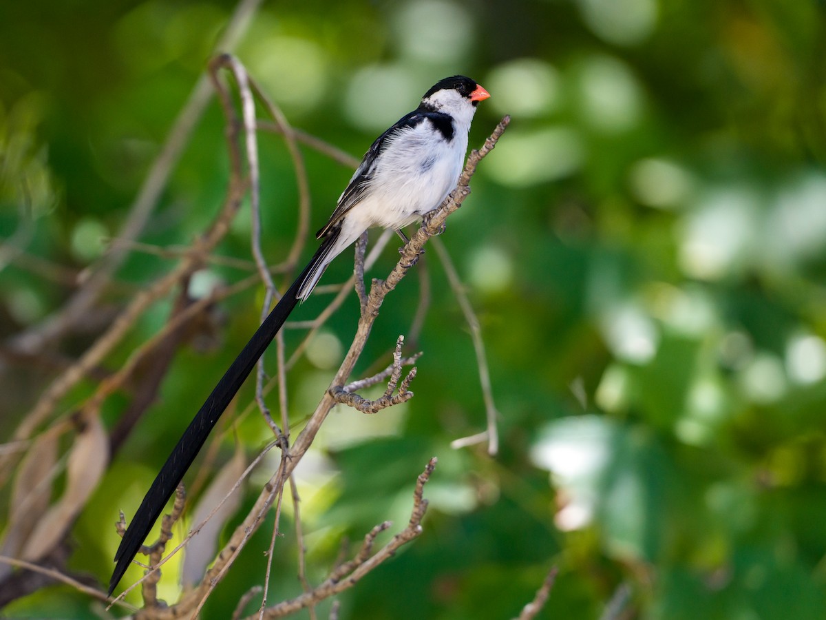 Pin-tailed Whydah - ML645993114