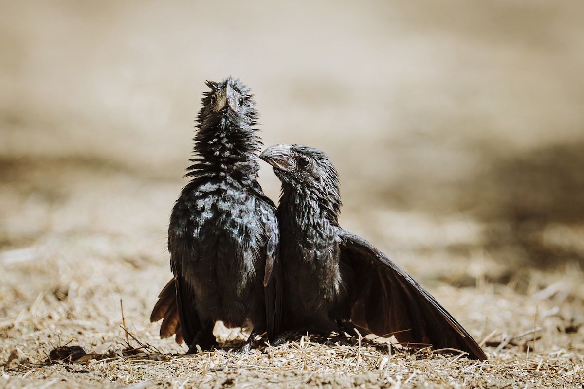Groove-billed Ani - ML645993116