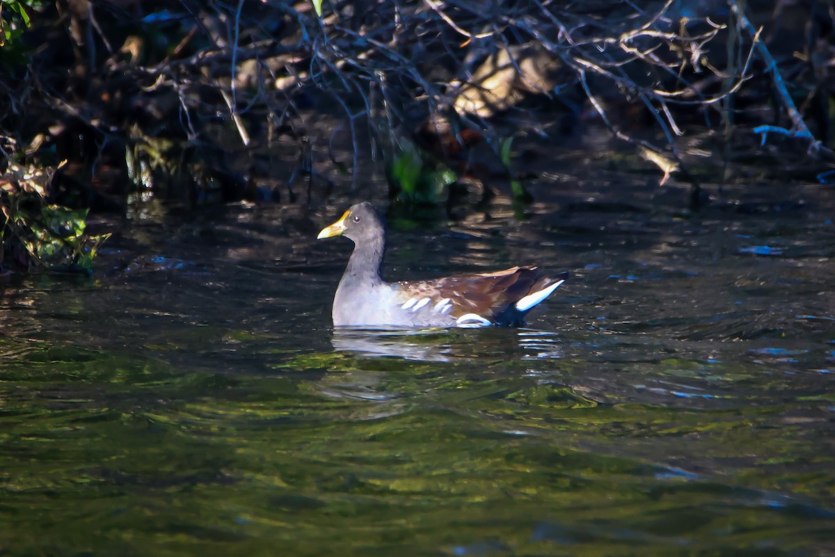 Common Gallinule - ML645993117