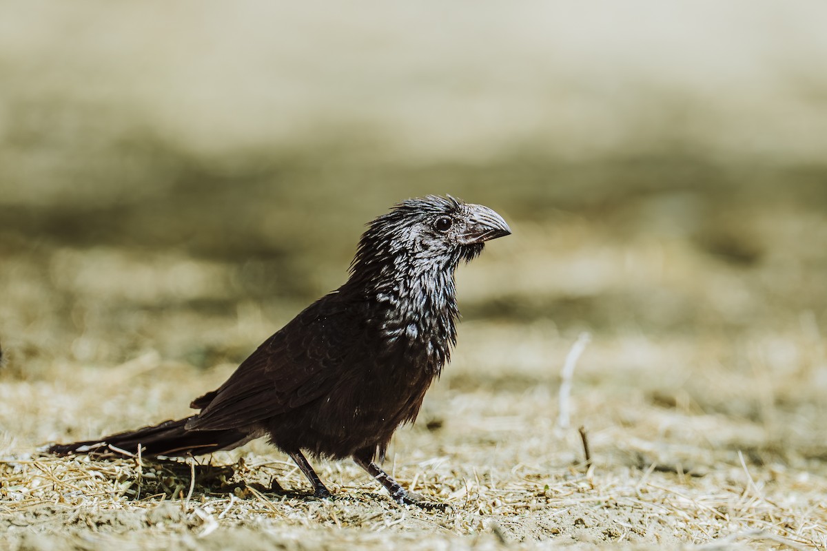 Groove-billed Ani - ML645993118