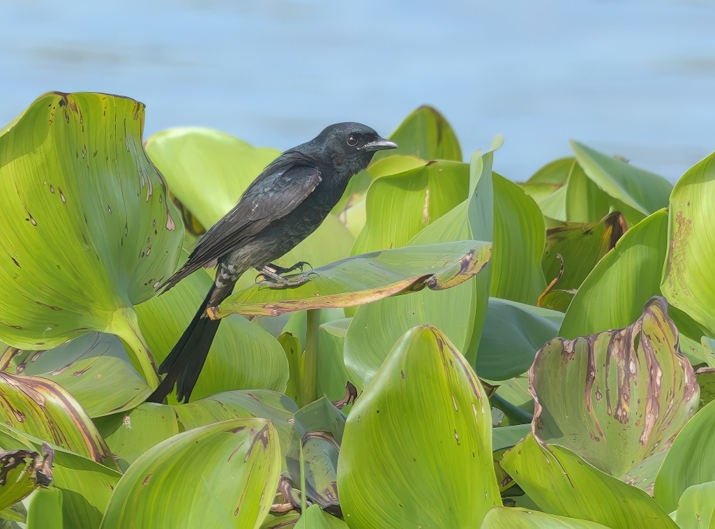 Black Drongo - ML645993120