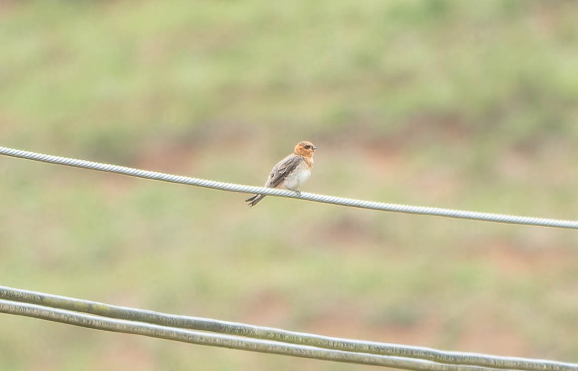 Tawny-headed Swallow - ML645993133