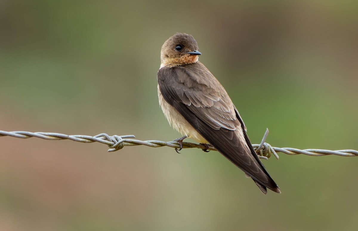 Southern Rough-winged Swallow - ML645993135