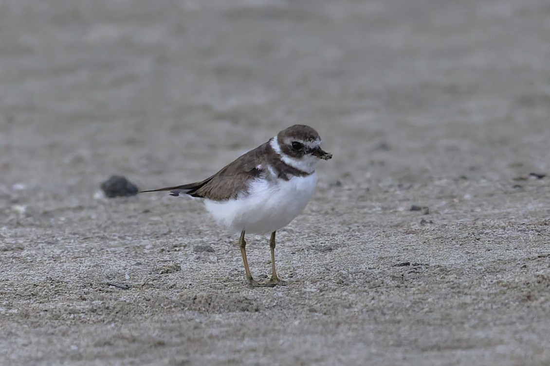 Semipalmated Plover - ML645993136