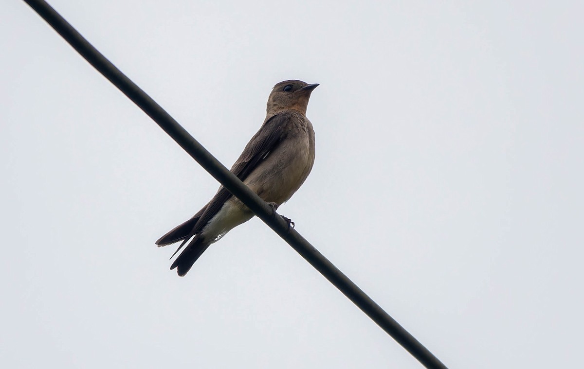 Southern Rough-winged Swallow - ML645993137