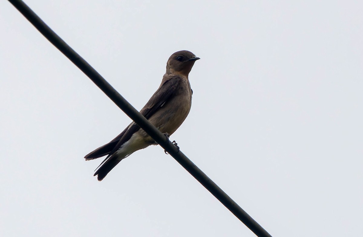 Southern Rough-winged Swallow - ML645993138