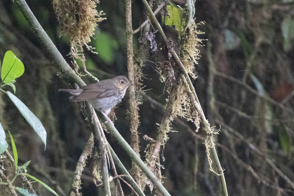 Swainson's Thrush (Olive-backed) - ML645993139