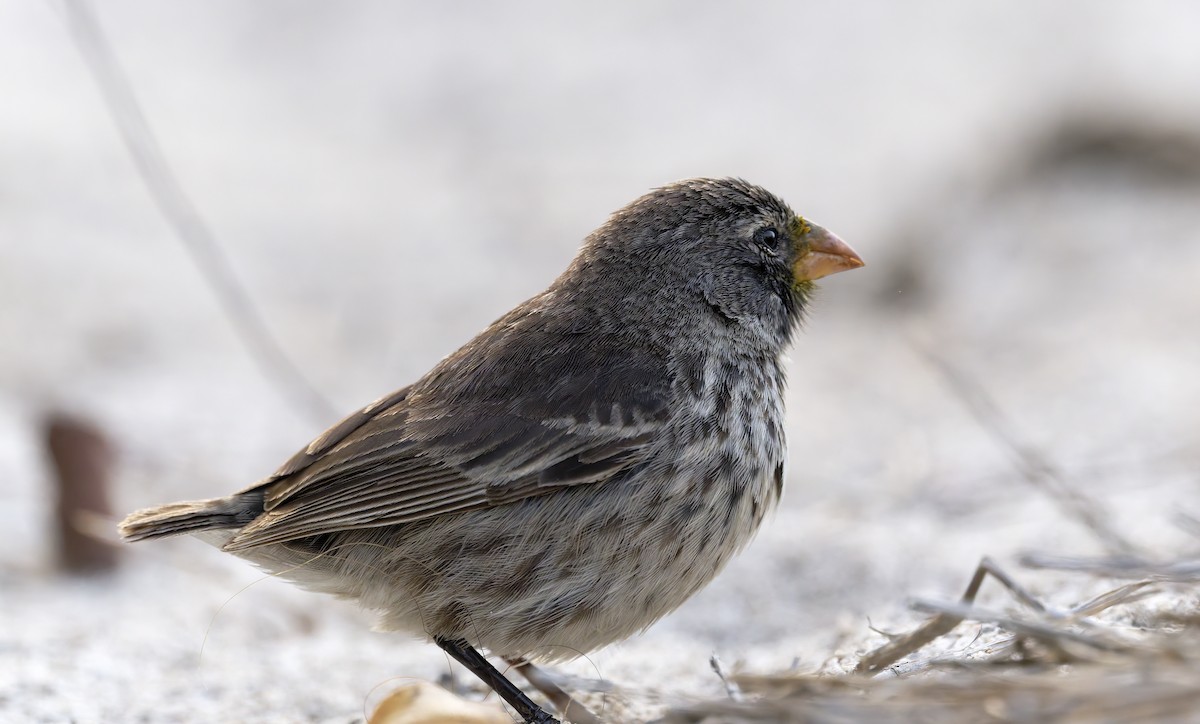 Small Ground-Finch - ML645993140