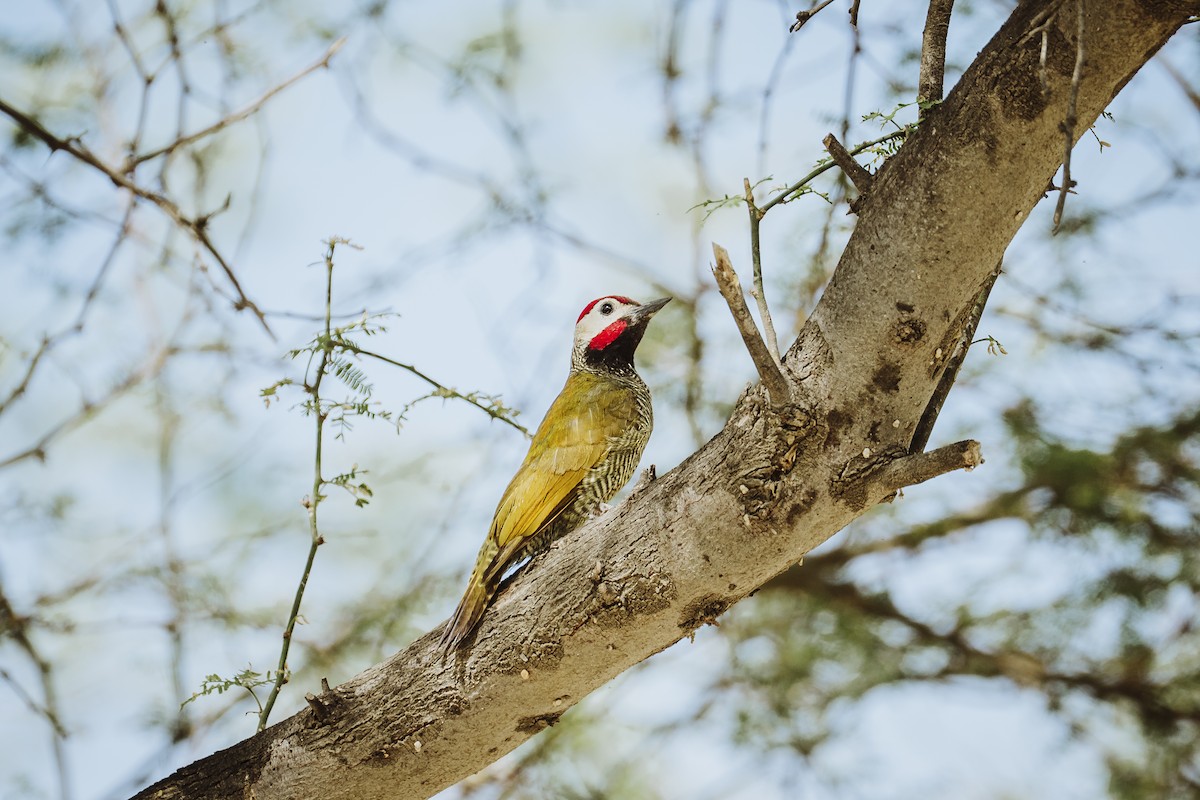 Golden-olive Woodpecker - ML645993141