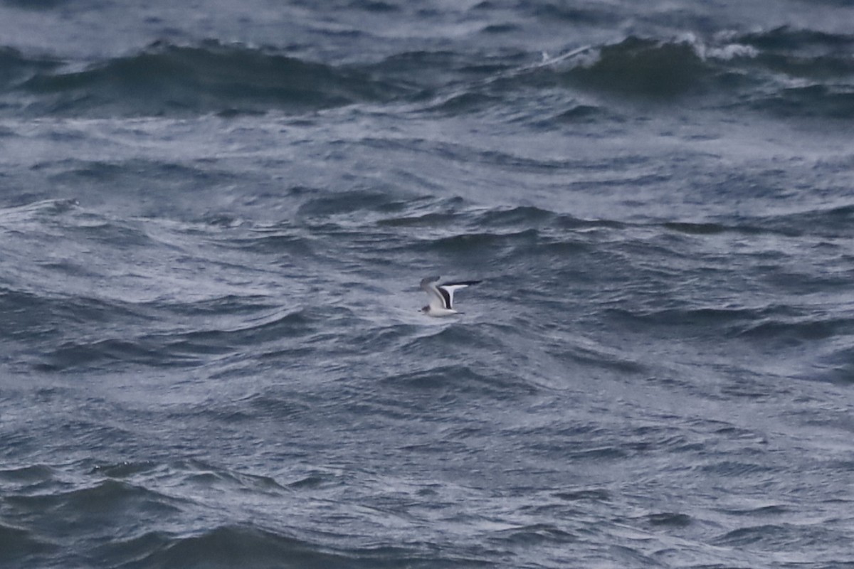 Sabine's Gull - ML645993155