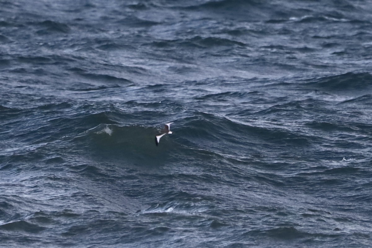 Sabine's Gull - ML645993156