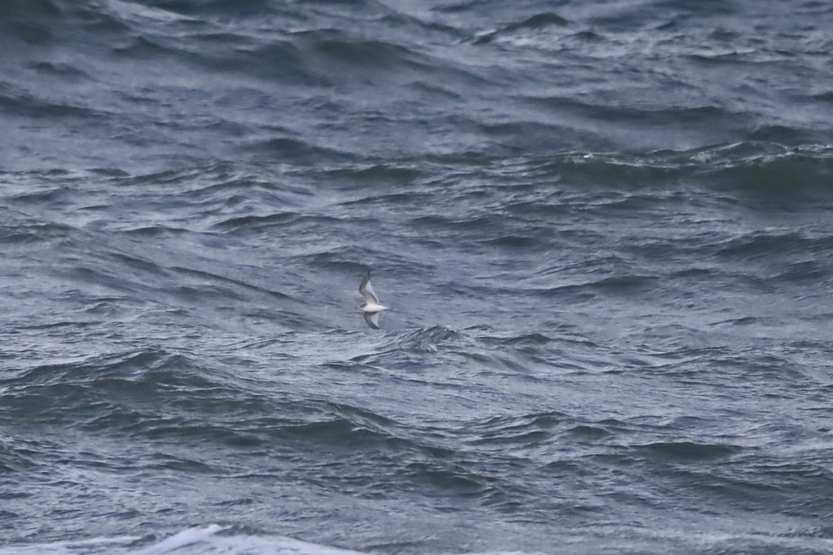 Sabine's Gull - ML645993157
