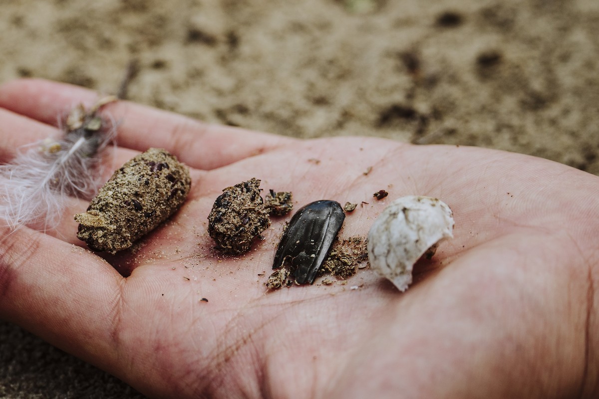 Burrowing Owl - ML645993159