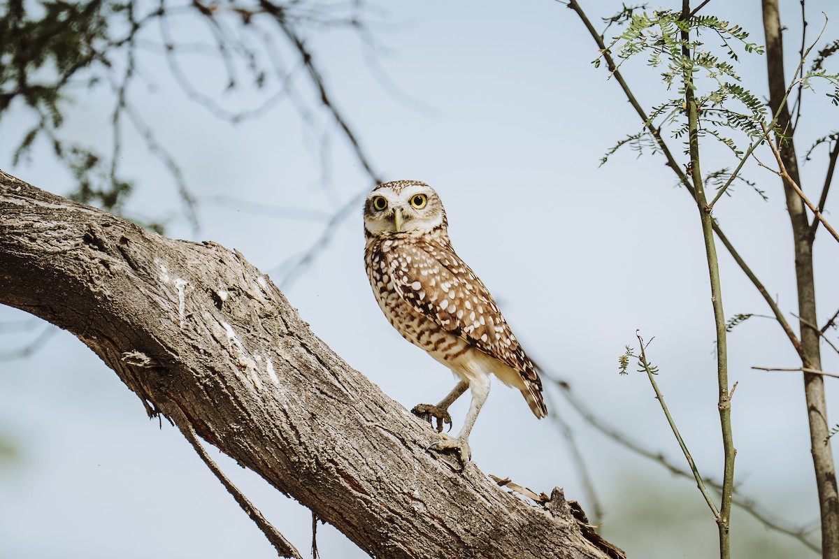 Burrowing Owl - ML645993160