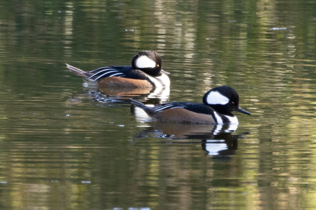 Hooded Merganser - ML645993162