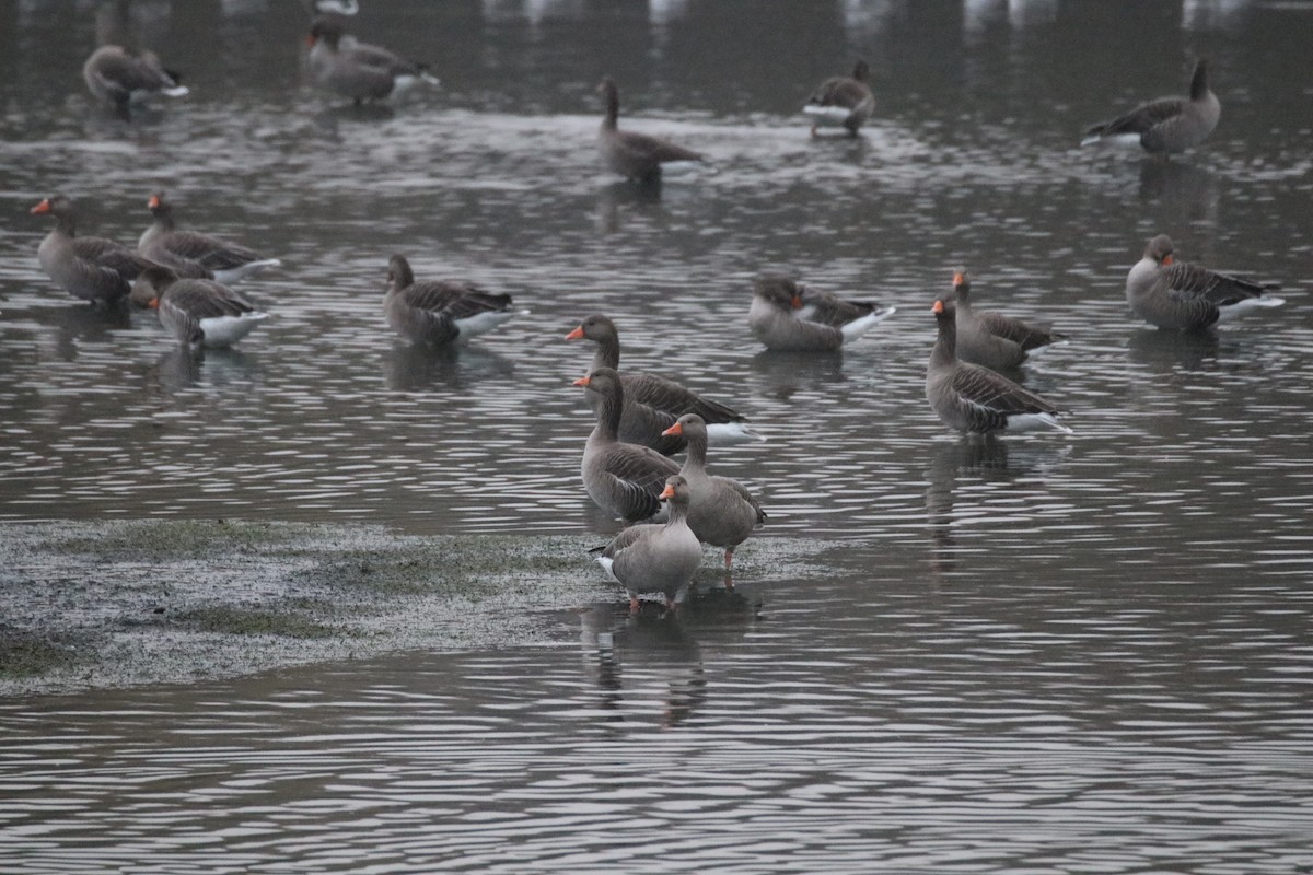 Oca selvatica - ML645993179