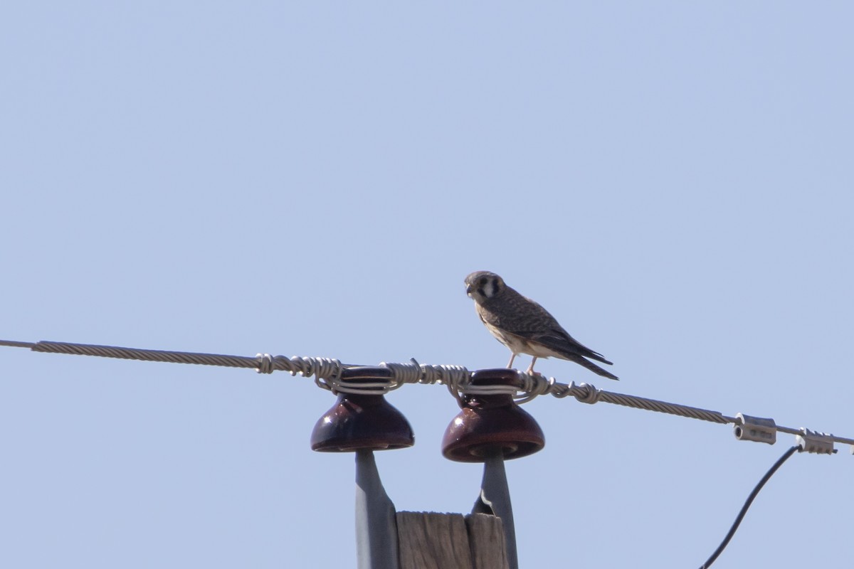 American Kestrel - ML645993180