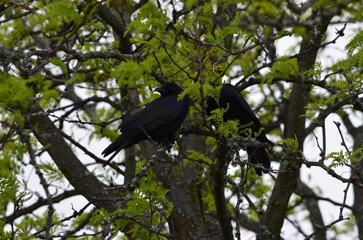 Fish Crow - ML645993185