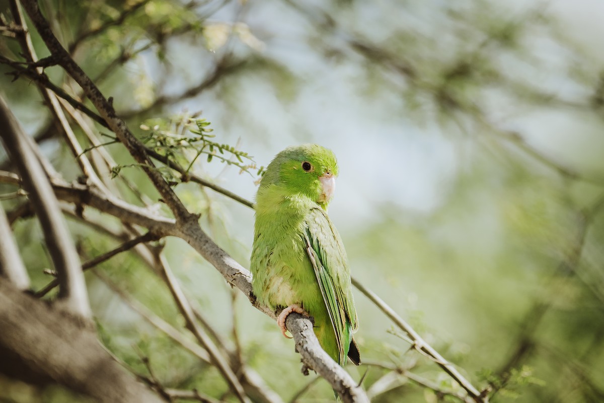 Pacific Parrotlet - ML645993186