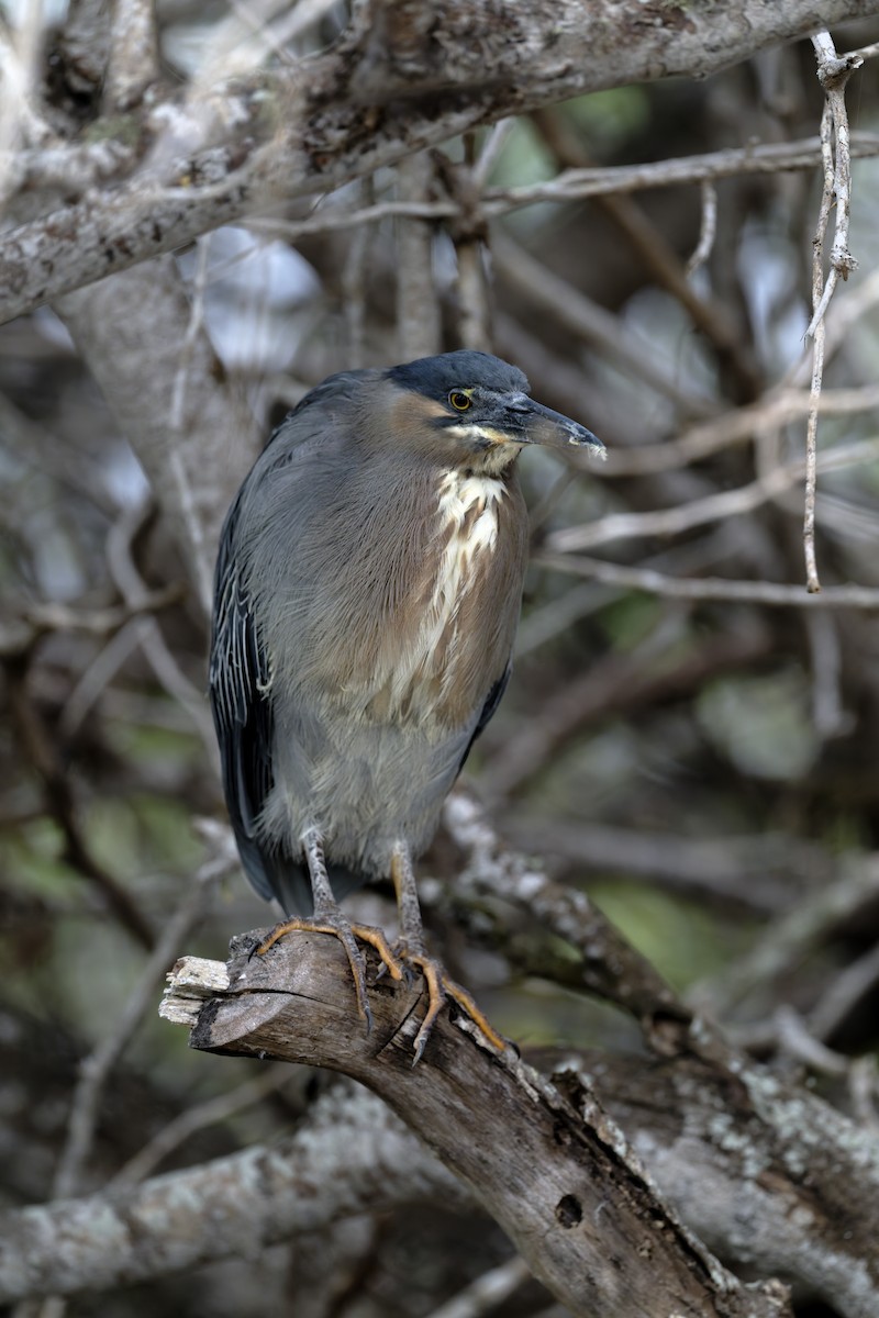 Квак чорногорлий (підвид pauper) - ML645993188